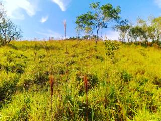 Baependi: Sitio de 41 hectares em Cruz&iacute;lia-MG 5