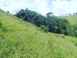 Baependi: Terreno em são Thomé das letras a venda 3