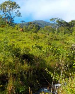 Baependi: Venha conhecer sítio a venda em ALagoa 6