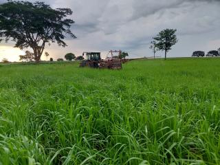 Pequizeiro: Faz. a Venda em Santa F&eacute; do Araguaia/TO 2