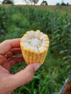 Pequizeiro: Faz. a Venda em Santa F&eacute; do Araguaia/TO 8