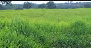 Pequizeiro: Fazenda a Venda em Dois Irm&atilde;os/TO 1