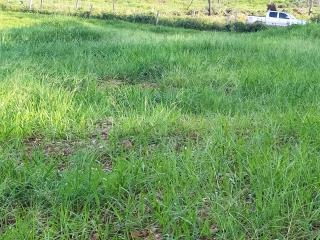 Pequizeiro: Fazenda a Venda em Dois Irm&atilde;os/TO 2
