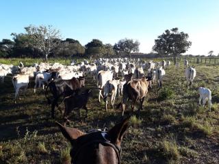 Pequizeiro: Fazenda a Venda em Dois Irm&atilde;os/TO 4