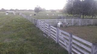 Pequizeiro: Fazenda a Venda em Dois Irm&atilde;os/TO 5