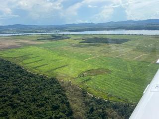 Pequizeiro: Faz. a Venda Santa F&eacute; do Araguaia/TO 2