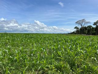 Pequizeiro: Faz. a Venda Santa F&eacute; do Araguaia/TO 8