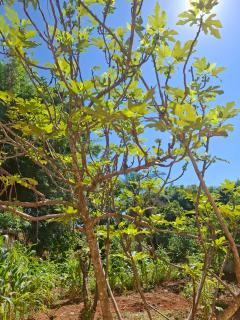 Caetan&oacute;polis: CASA &Agrave; VENDA FINANCIADA OU &Agrave; VISTA EM CAETAN&Oacute;POLIS 15