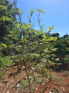 Caetan&oacute;polis: CASA &Agrave; VENDA FINANCIADA OU &Agrave; VISTA EM CAETAN&Oacute;POLIS 2