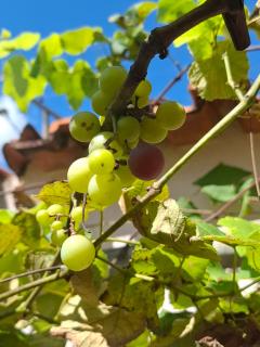 Caetan&oacute;polis: CASA &Agrave; VENDA FINANCIADA OU &Agrave; VISTA EM CAETAN&Oacute;POLIS 23