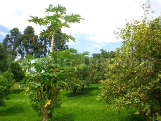 Itatiba: S&Iacute;TIO ESPETACULAR EM ITATIBA 7