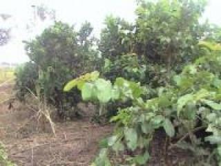 Ilha Comprida: Chacara de 12.000M&sup2; 7