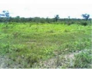 Ilha Comprida: Sitio de 13,00ha 3