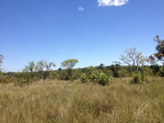 Pindorama do Tocantins: Vende-se Fazenda 1