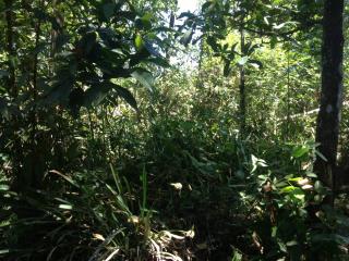 Pindorama do Tocantins: Vende-se Fazenda 4