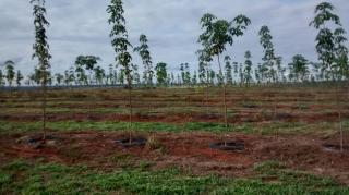 Cassilândia: FAZENDA COM SERINGAL 2