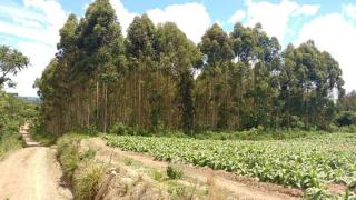 Foto - Itaiópolis - Moema