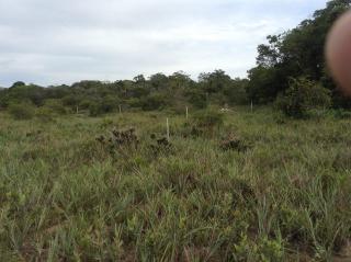 Porto Seguro: Terreno 200.000 m&sup2; em Trancoso, com Nascente. 6