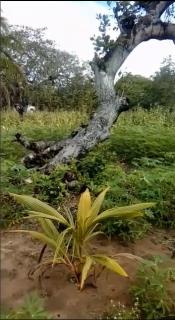 Ceará-Mirim: Terreno Ceará Mirim-RN, Tenha tranquilidade 2