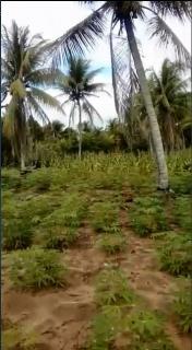 Ceará-Mirim: Terreno Ceará Mirim-RN, Tenha tranquilidade 4