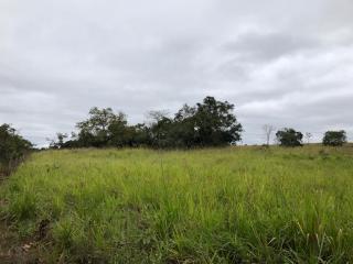 Coxim: Excelente &Aacute;rea 35 hectares 2