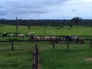 Água Azul do Norte: Fazenda para Gado no Sul do Pará 3