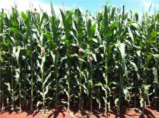 Mimoso de Goi&aacute;s: OPORTUNIDADE VENDA IM&Oacute;VEL RURAL 5