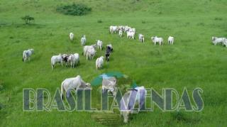 Eun&aacute;polis: Fazenda em Itamaraju. 851 hectares 1
