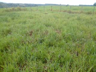Eun&aacute;polis: Fazenda em Tancredo Neves.  163 hectares. 2