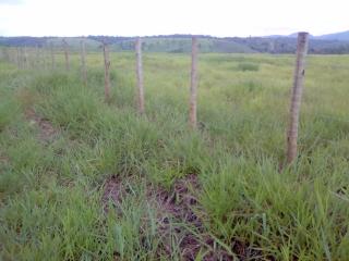 Eun&aacute;polis: Fazenda em Tancredo Neves.  163 hectares. 4