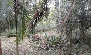 Guaratuba: Im&oacute;vel Rural 3