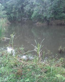 Juquitiba: Vende-se S&iacute;tio 4