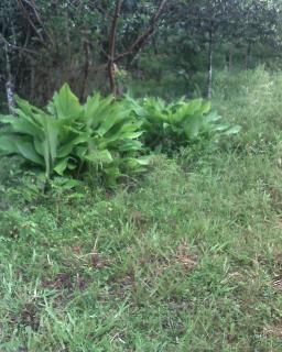 Juquitiba: Vende-se S&iacute;tio 6